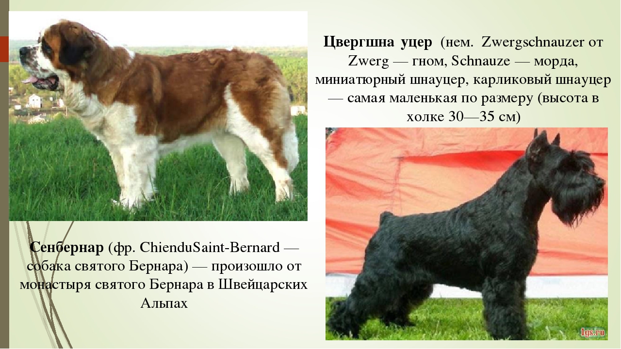 «бетховен»: порода собаки сенбернар, одна из самых популярных в мире