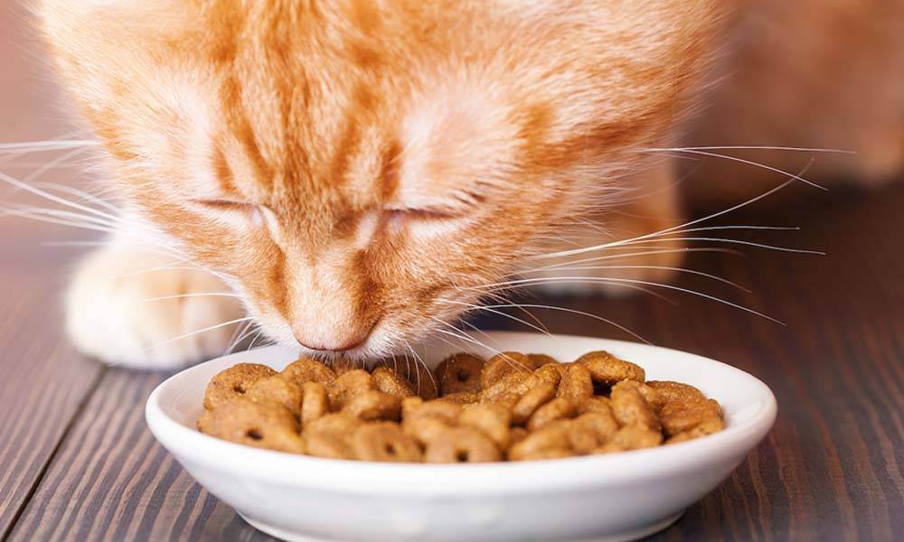 Как правильно перевести кота с сухого корма на натуралку?
