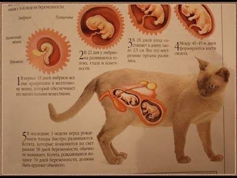 Беременность и первые роды кошки: инструкция для владельцев от а до я, видео