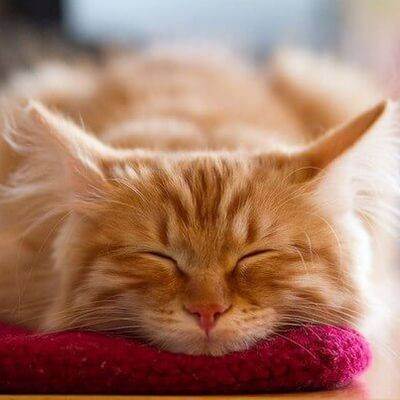 «нет» кошачьему стрессу — ветеринарные успокоительные средства