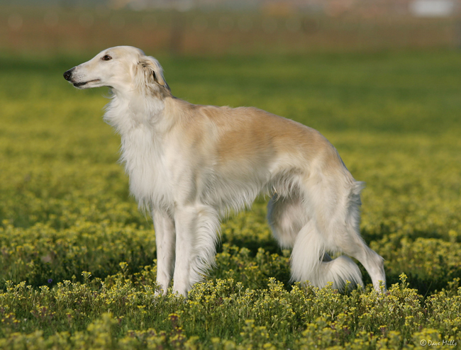 Оттерхаунд (выдровая гончая) — фото, описание породы собак, характера, особенностей