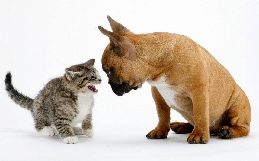 Кот шипит – 10 причин, вызывающих агрессивную реакцию