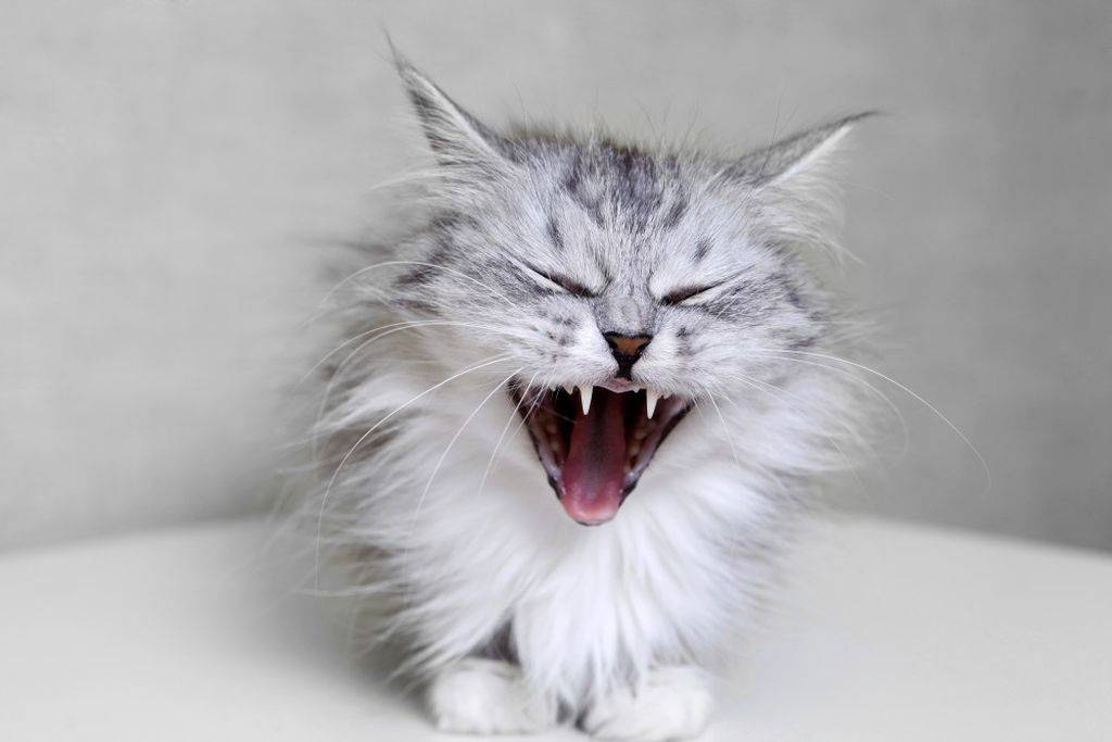 Почему орет кот: возможные причины и способы успокоить