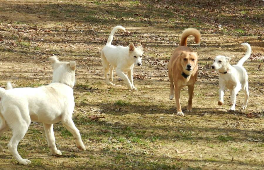 Лакенуа — пушистая и необычная порода собак! (100 фото + отзывы владельца): описание породы, характер, содержание, цена щенков