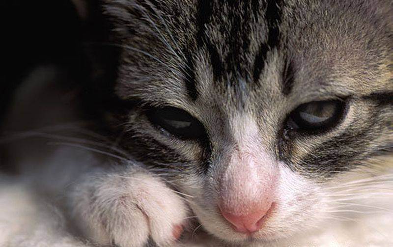 Стресс у кошки: причины, как бороться, профилактика