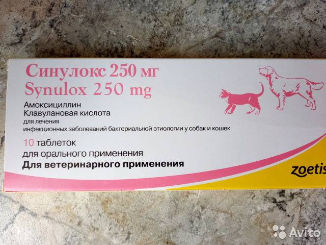 Амоксициллин можно собакам. Синулокс для кошек таблетки 250 мг. Собачий антибиотик синулокс. Синулокс 50 мг таблетки. Синулокс 200.