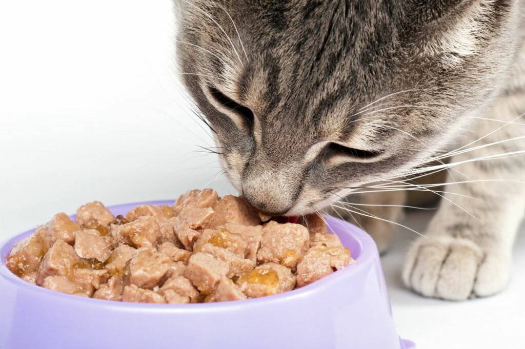 Почему кошка отказывается есть влажный корм?