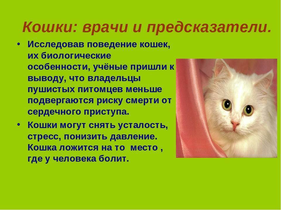 Характер и поведение кошек - общение кошек, охота, отношения с людьми | блог о домашних животных