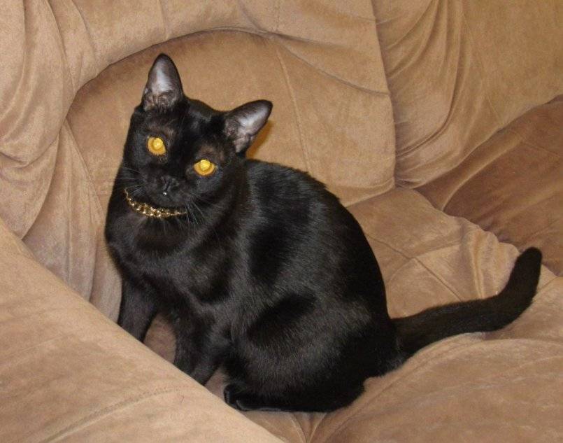 Бомбеи: черная кошка в темной комнате