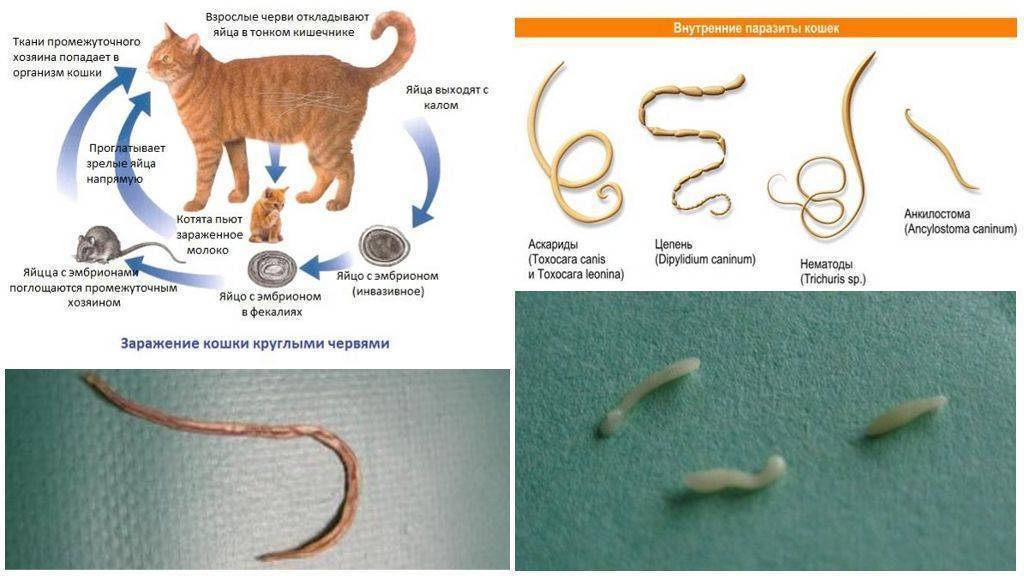 Какие паразиты бывают у кошек фото