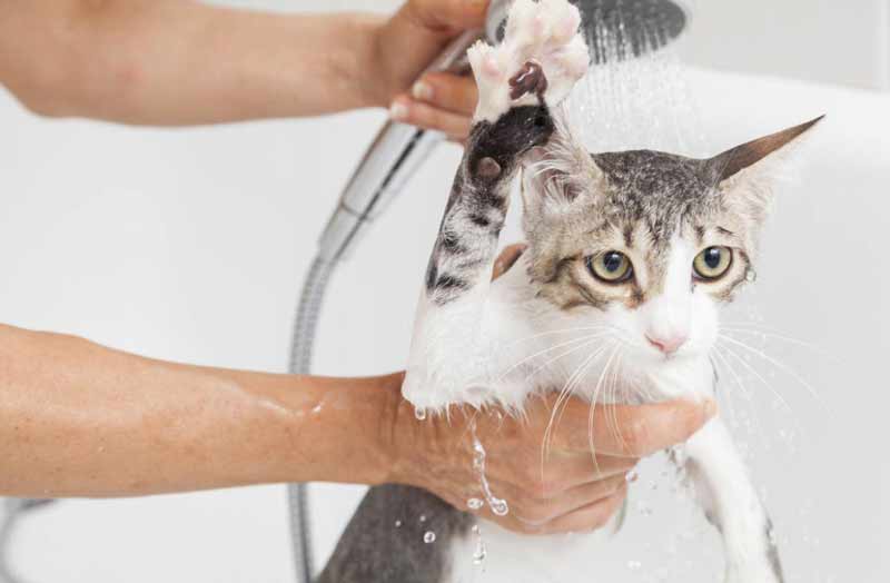 Можно ли мыть кошку обычным шампунем для людей: особенности применения при купании