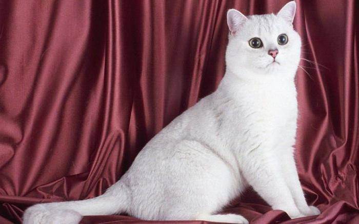 Британская кошка: характер, цена, все про британскую породу кошек, описание породы