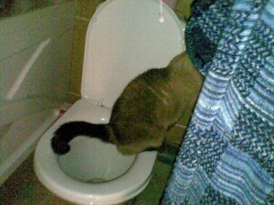 Кошка не может сходить в туалет по большому, что делать?