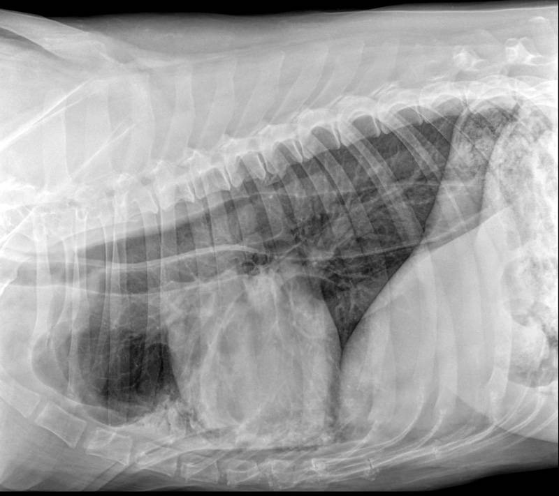 Собака лечение легких. Крупозная пневмония рентген у животных. Аспирационная пневмония кошек на рентгене. Аспирационная пневмония у собак на рентгене. Пневмония на рентгене у животных.