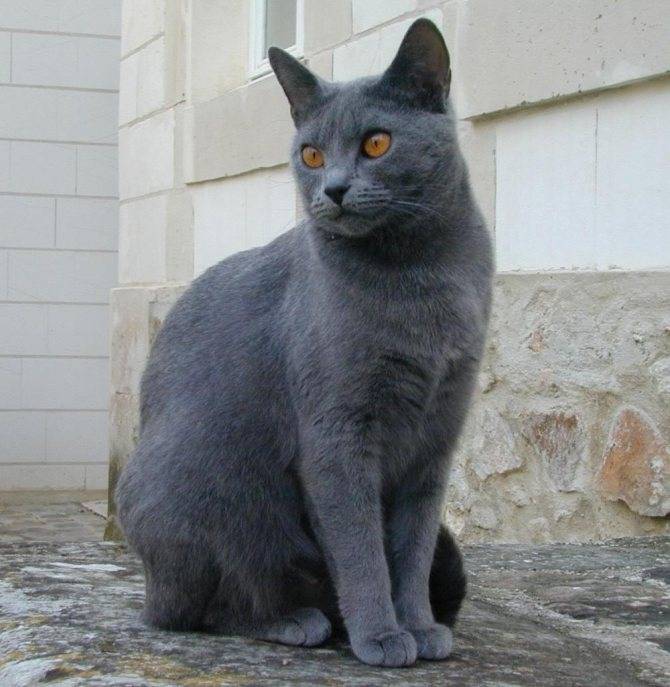 Картезианская кошка (шартрез): редкая красотка с улыбкой моны лизы