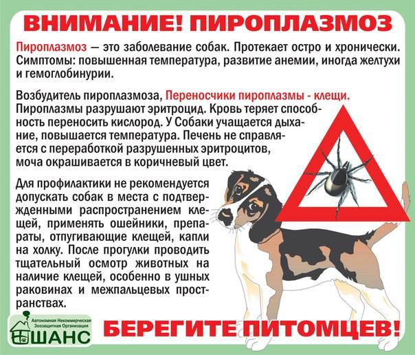 Пироплазмоз у кошек и котов - симптомы, лечение, препараты, причины появления | наши лучшие друзья