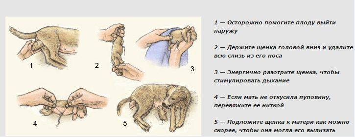 Как понять, что собака беременна