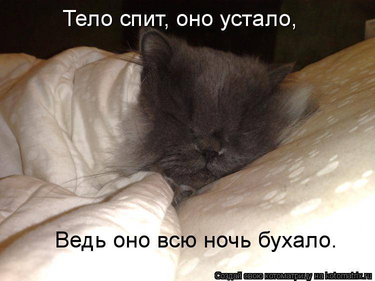 Кот не дает спать по ночам: что делать и как с ним бороться