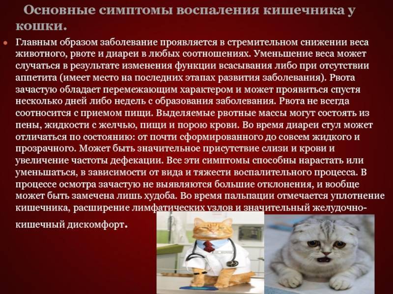 Пневмония у собак: симптомы, лечение, антибиотик в домашних условиях, аспирационная пневмония - блог о животных - zoo-pet.ru