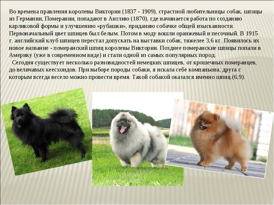 Папильон