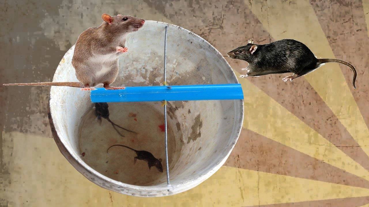 Крысоловка своими руками: как поймать крысу в домашних условиях, эффективные самодельные ловушки