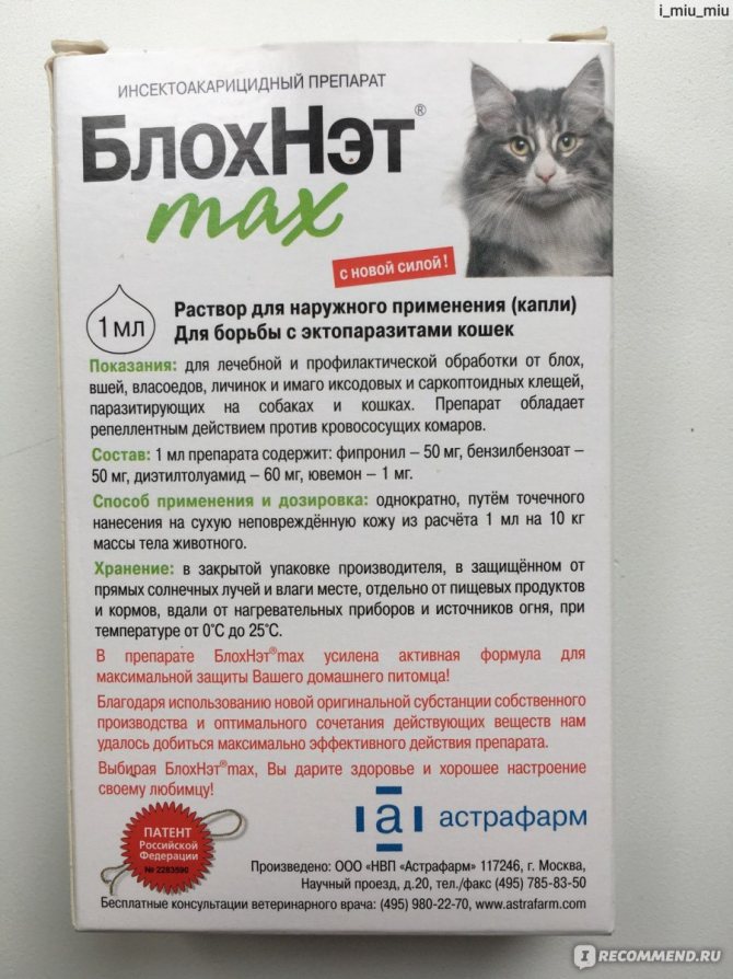 Топ-10 лучших средств от блох для кошек: как выбрать, отзывы