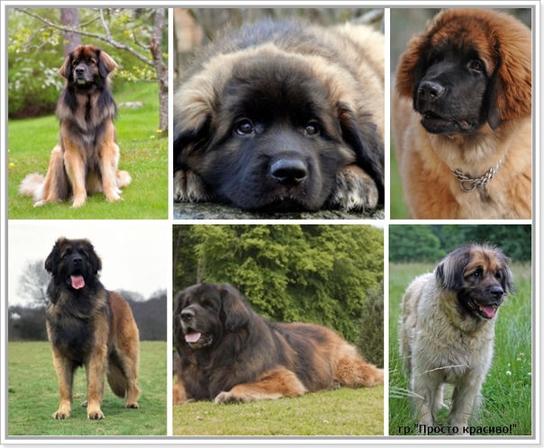 Все о собаках породы леонбергер — сайт эксперта по животным — howmeow