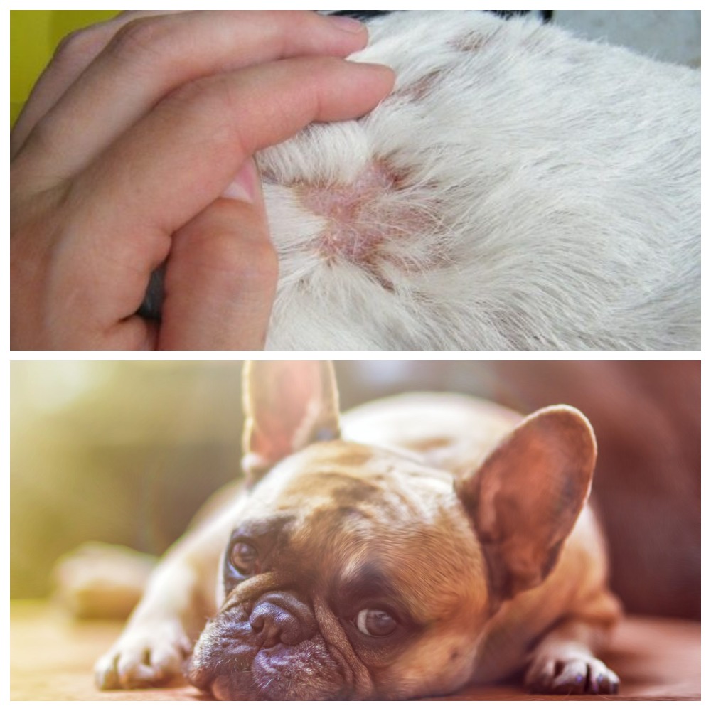 Аллергия у собак. виды, симптомы, лечение.