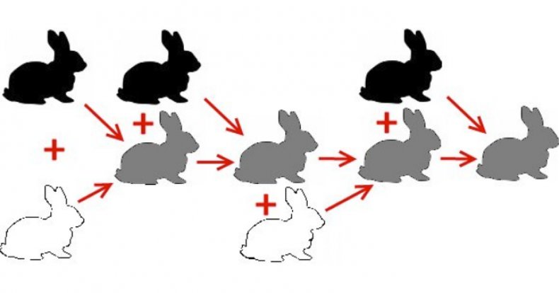 Свободное скрещивание. Размножение кроликов скрещивание. Схема скрещивания кроликов. Селекция кроликов схема. Схема скрещивания кроликов разных пород.
