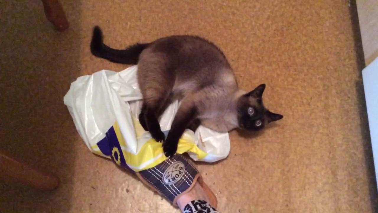 Кот съел пакет из целлофана: что делать, последствия