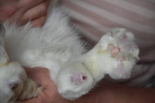 Симптомы остеохондродисплазии у шотландских вислоухих кошек - наши лапки