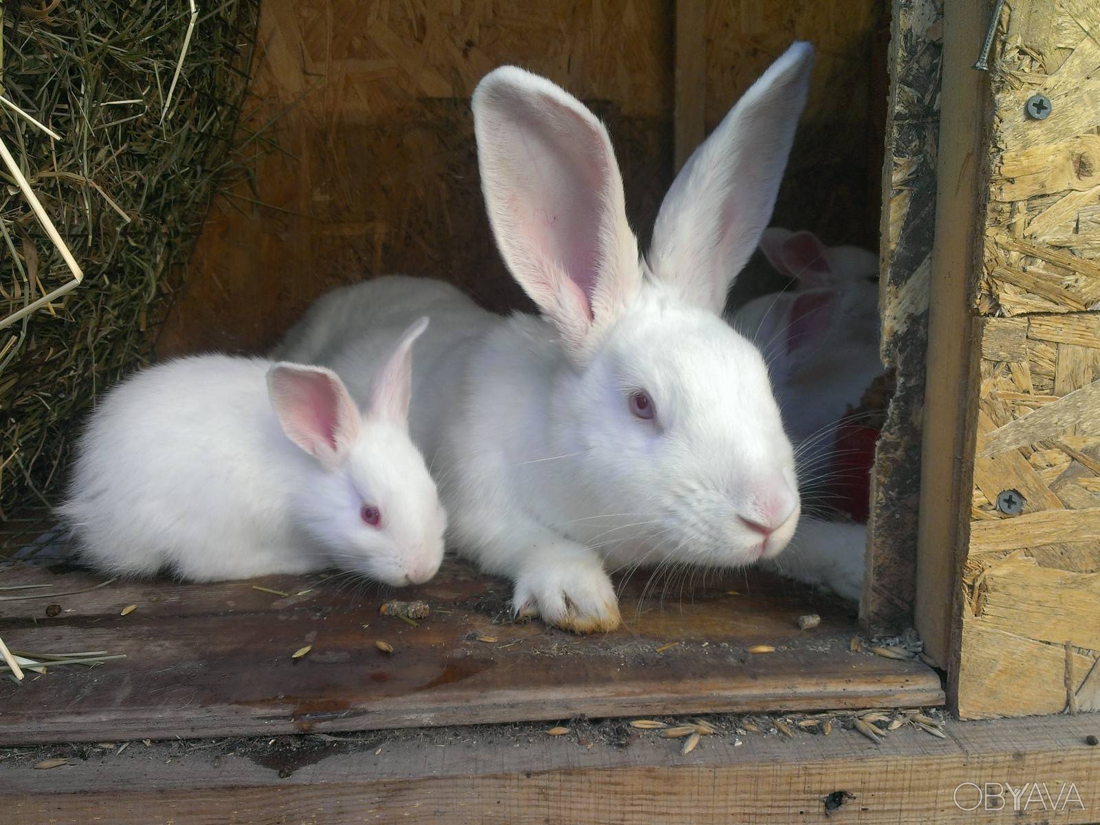 Подробные характеристики белых паннонов: особенности этой породы кроликов