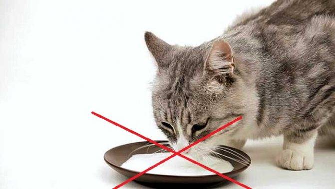 Кошка съела отравленную мышь симптомы и лечение - муркин дом
