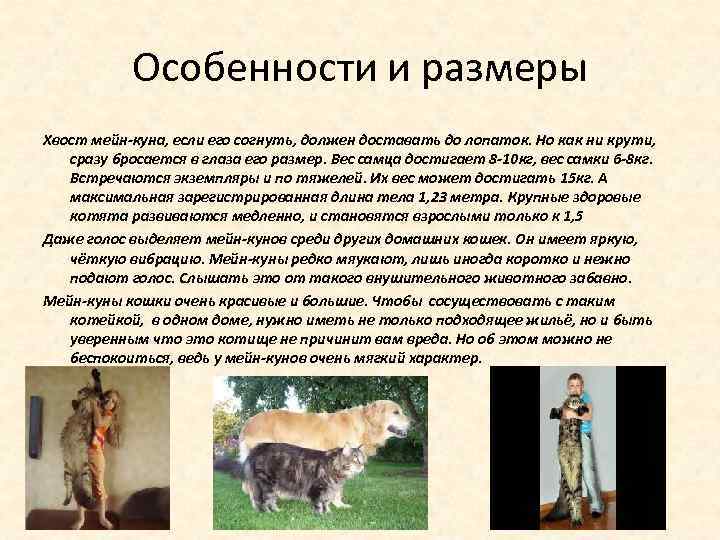 Порода кошек мейн-кун – дружелюбные гиганты. описание и фото породы мейн-кун