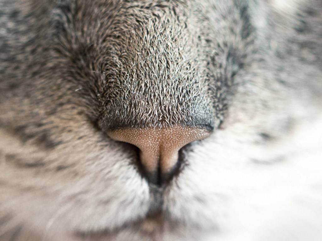 Почему у кошки горячий нос - причины, что делать?