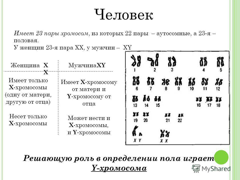 Сколько хромосом у кошек