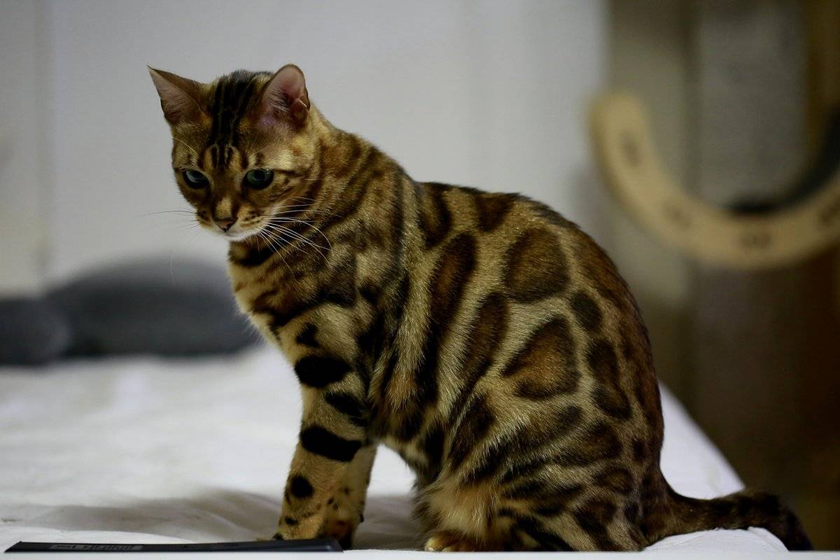 Бенгальская кошка: все о кошке, фото, описание породы, характер, цена
