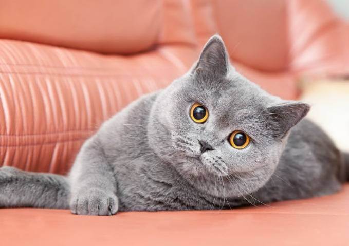 Самые красивые породы кошек в мире