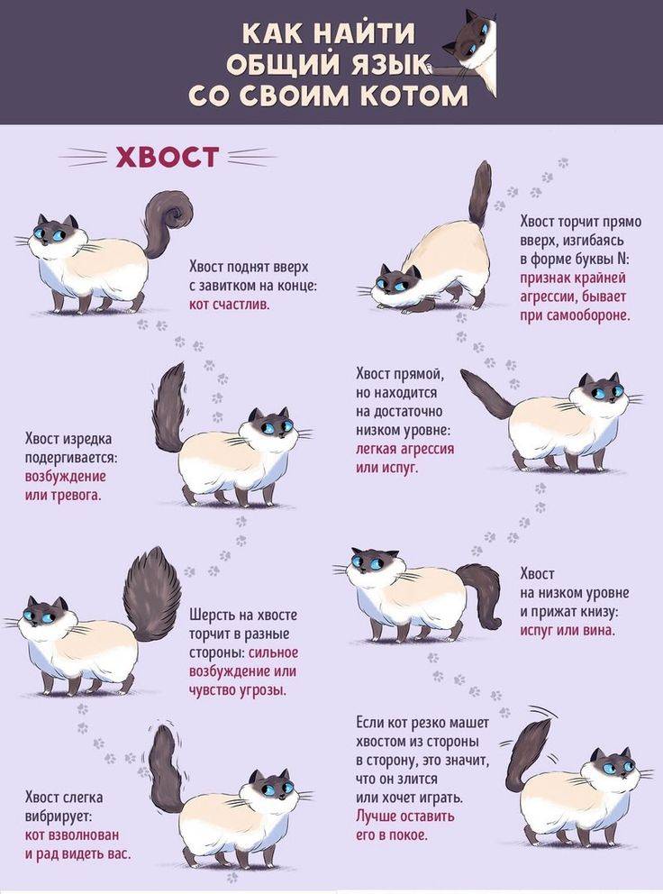 Язык кошек и как понимать своего кота