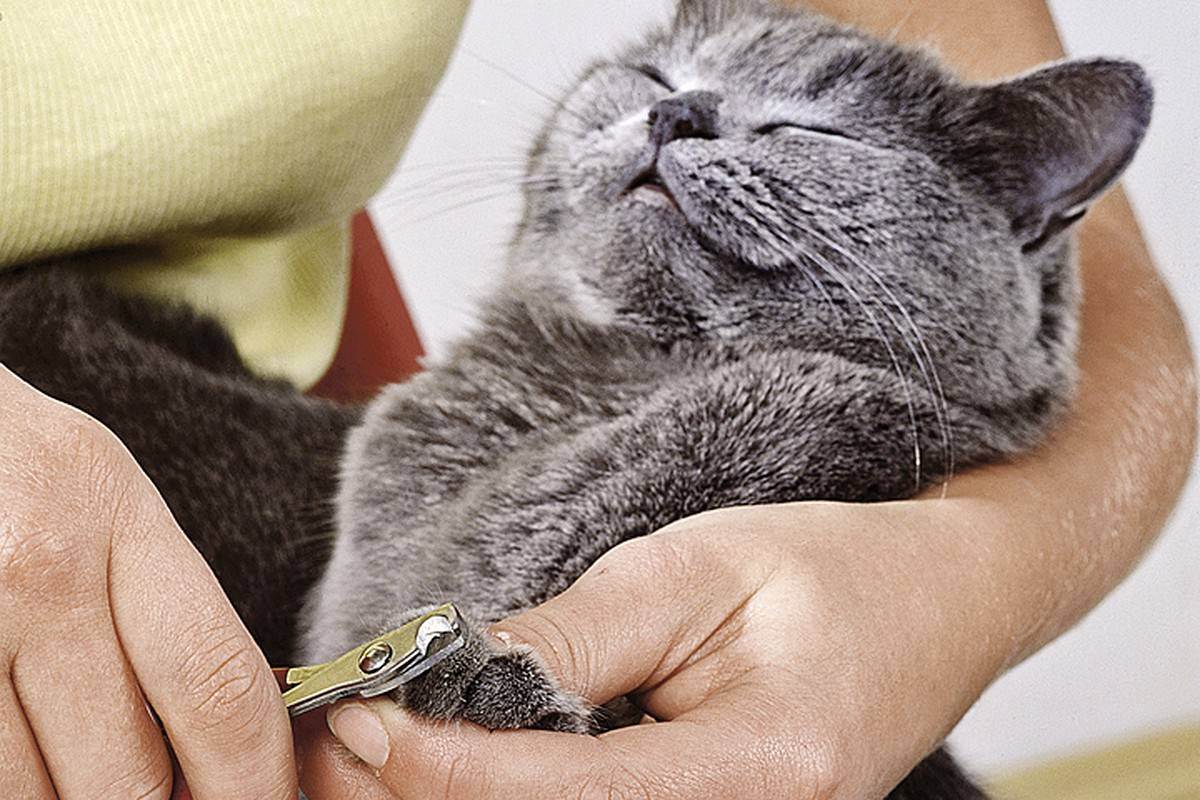 Операция для кошек «мягкие лапки»: особенности процедуры и послеоперационный уход за питомцем