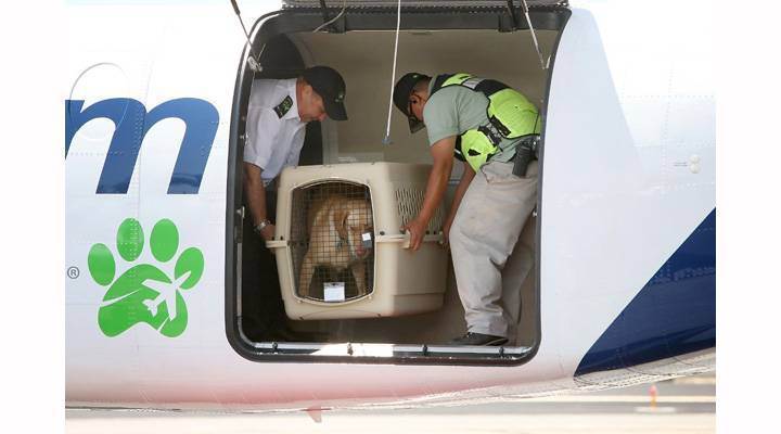 Как перевозить животных в самолетах ак «россия»