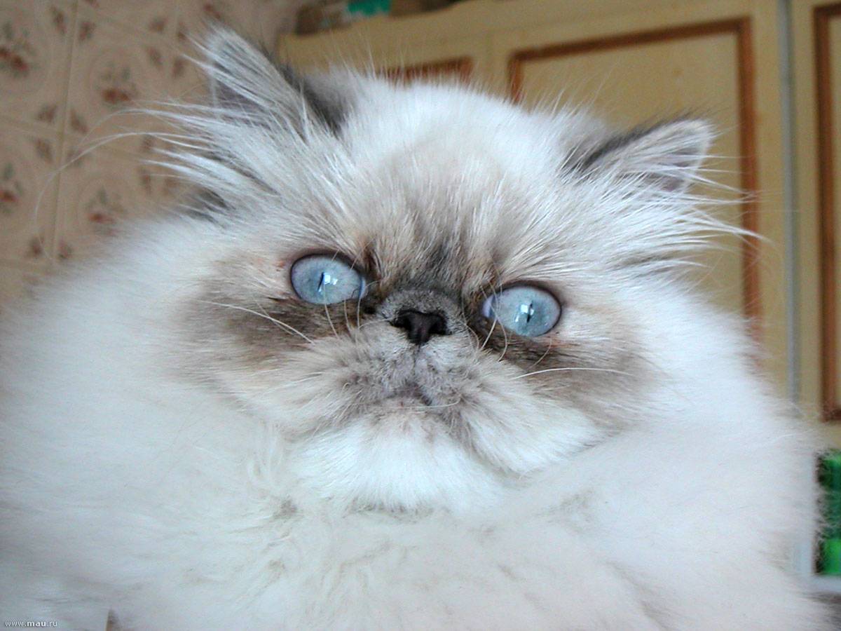 Персидская кошка и кот, 40 фото, описание породы и окрасов, котята