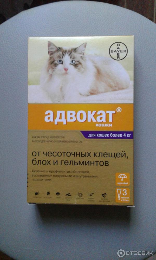 Бродлайн спот-он для кошек: инструкция по применению, эффективность, особенности