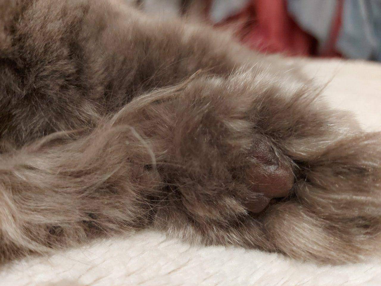 Что такое вибриссы и зачем они кошке? усы кошки – осязание вибриссы у кота