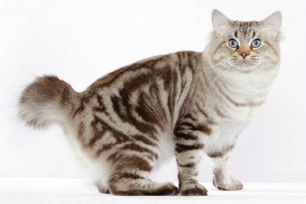 Что делать когда у кошки болит возле хвоста? хвост шотландской кошки — барометр здоровья.