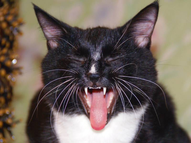 Ученые объяснили, почему хочется зевать при виде зевающего человека. страдают ли животные от «заразной зевоты»