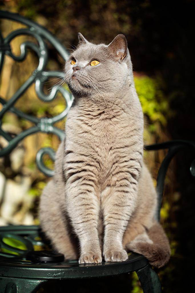 Британские кошки — описание породы