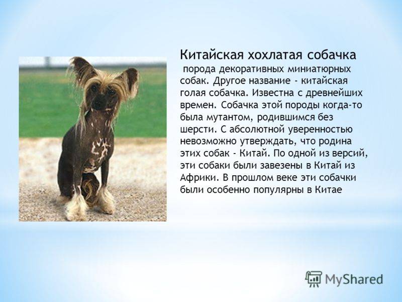 Средние породы собак: список представителей с фотографиями, названиями, описаниями и ценами