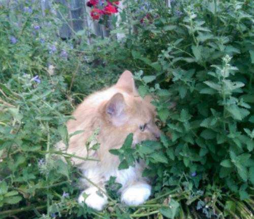 Кошачья мята: лечебные свойства, применение. как действует кошачья мята: вредна ли для котов огородная дурман-трава?