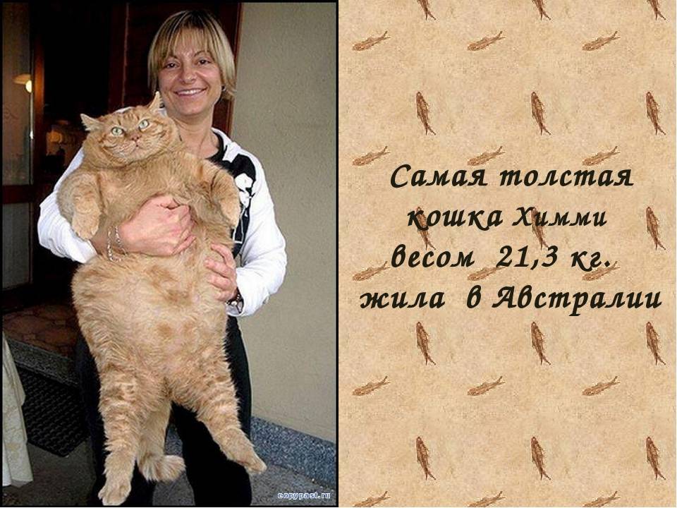 Самый толстый кот в мире по версии Книги рекордов Гиннесса с фото: сколько весит кошка-рекордсмен?